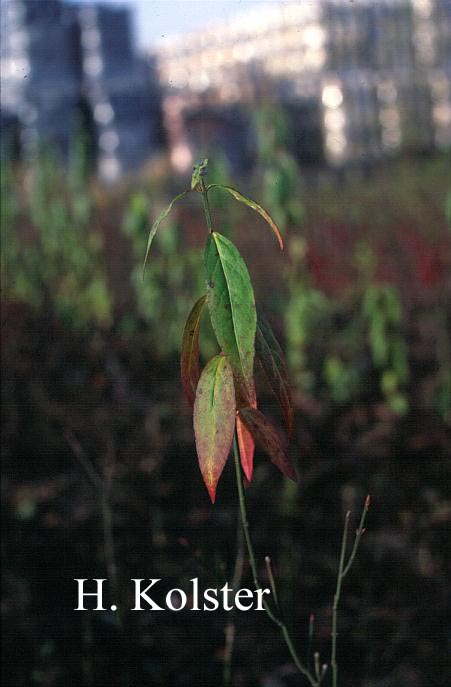 Euonymus americanus