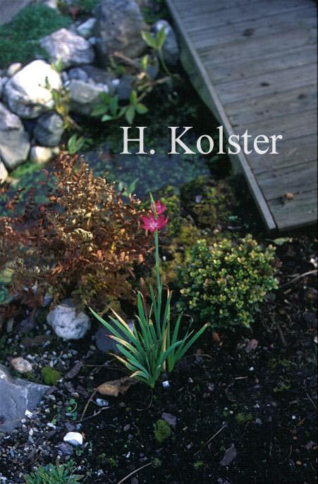 Schizostylis coccinea 'Major'