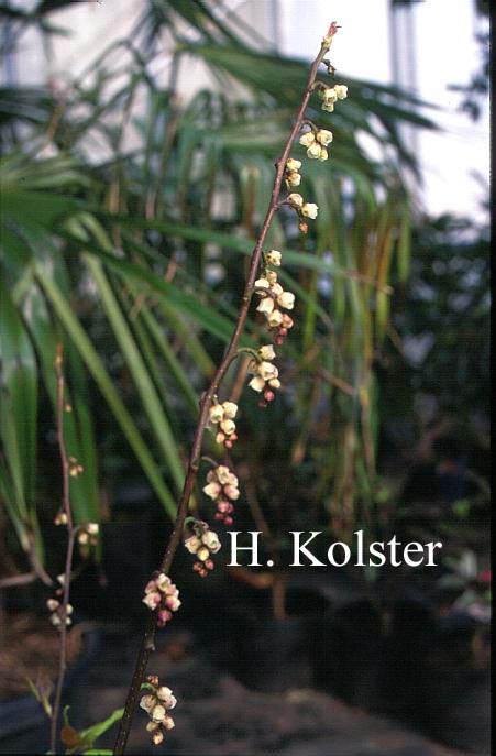 Stachyurus praecox 'Rubriflora'