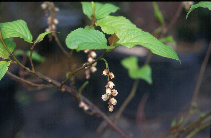 Stachyurus praecox 'Rubriflora'