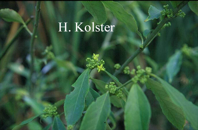 Euonymus myrianthus