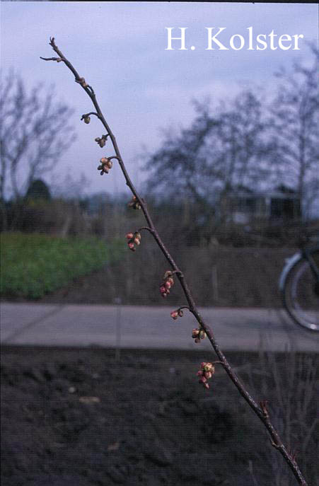 Stachyurus praecox 'Rubriflora'