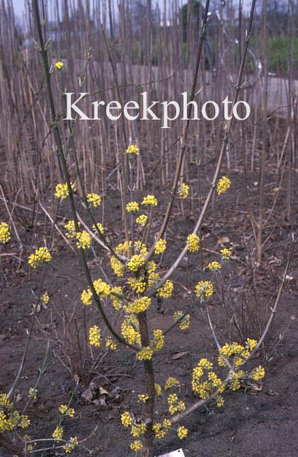 Cornus mas