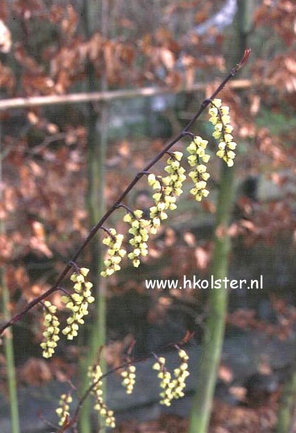 Stachyurus chinensis