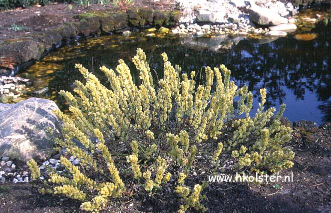 Salix subopposita (78148)