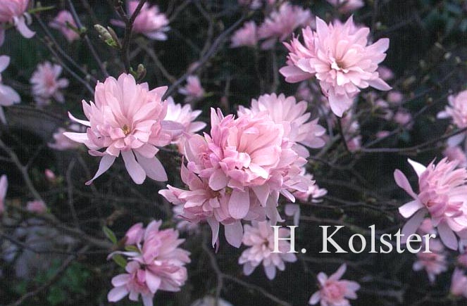 Magnolia stellata 'Chrysanthemiflora'