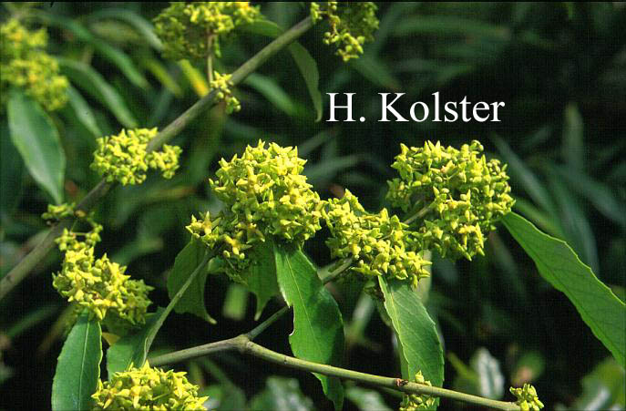Euonymus myrianthus