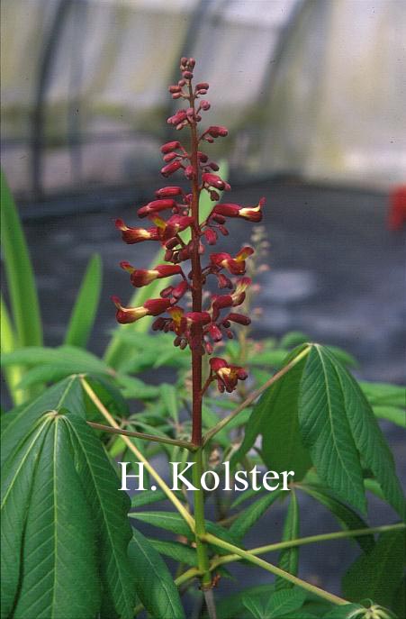 Aesculus sylvatica 'Georgiana'