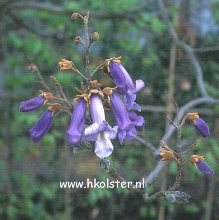 Paulownia tomentosa