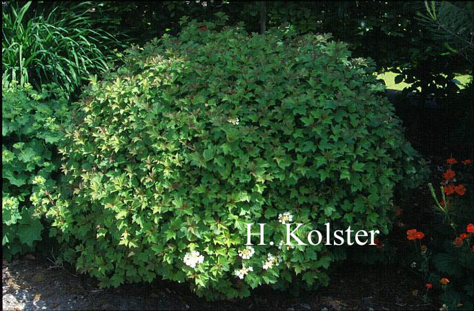 Viburnum opulus 'Nanum'