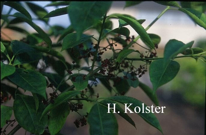 Euonymus atropurpureus