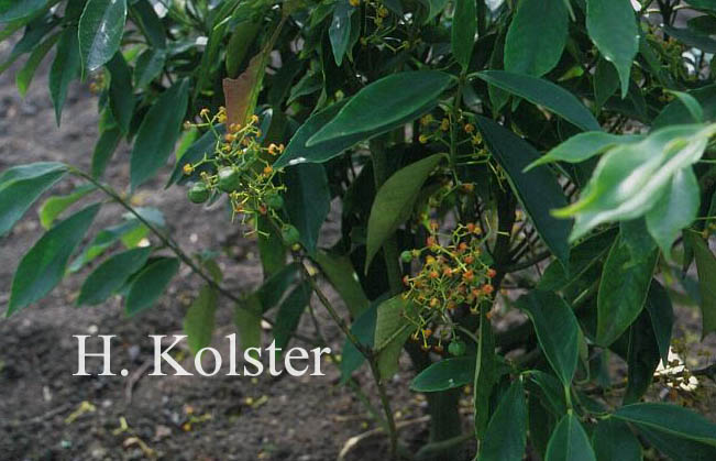 Euonymus myrianthus