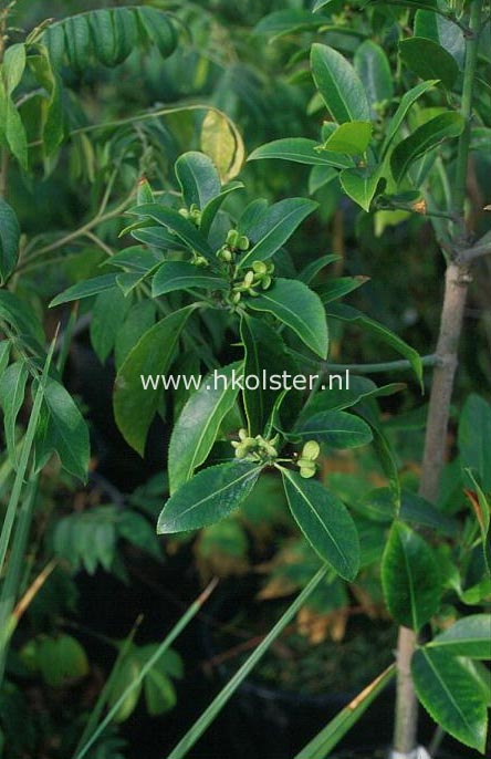 Eucryphia lucida