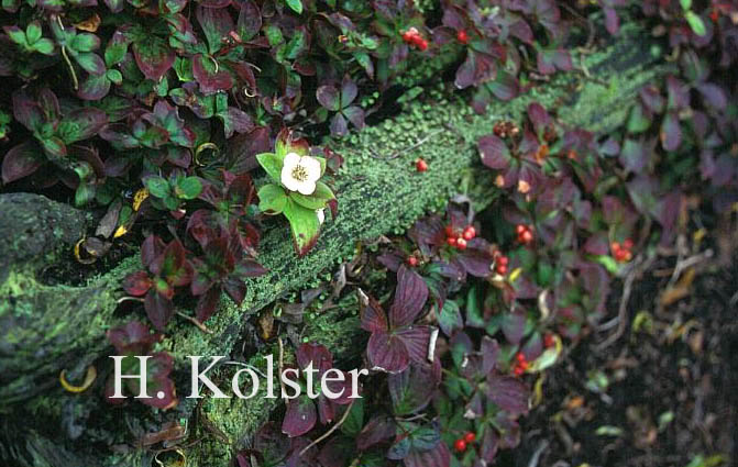 Cornus canadensis