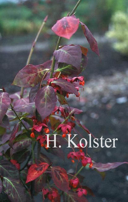 Euonymus planipes