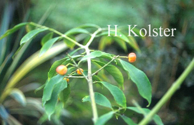 Euonymus myrianthus