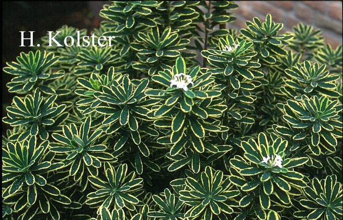 Daphne burkwoodii 'Astrid'