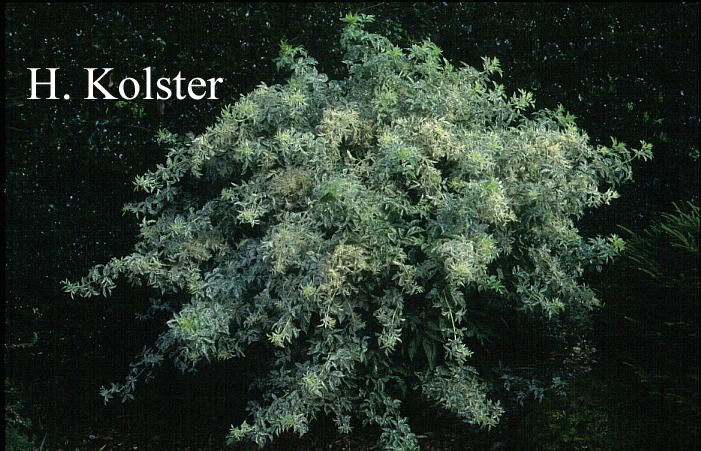 Sambucus nigra 'Pulverulenta'