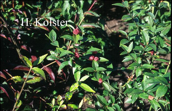 Euonymus americanus