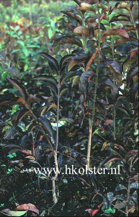 Euonymus hamiltonianus 'Indian Summer'