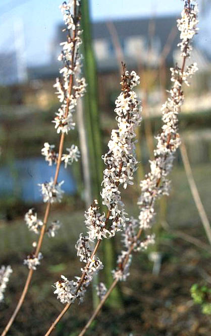 Abeliophyllum distichum