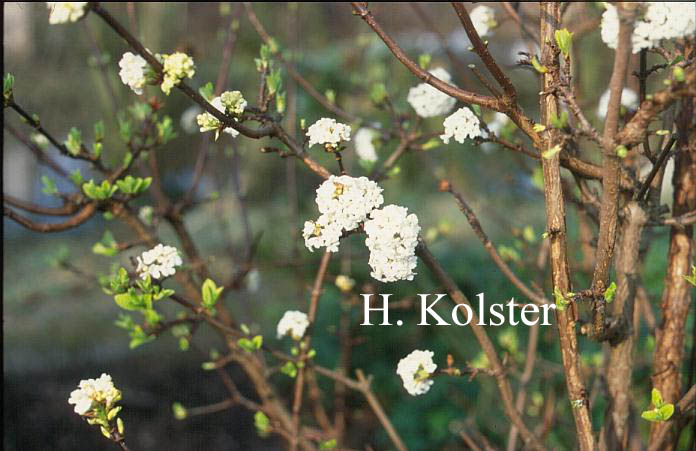 Viburnum farreri 'Candidissimum'