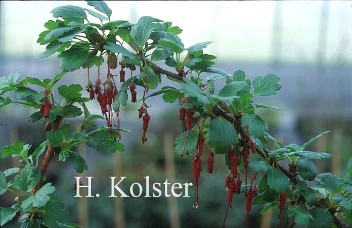 Ribes speciosum