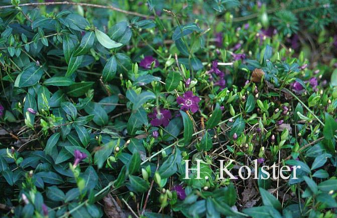 Vinca minor 'Atropurpurea'