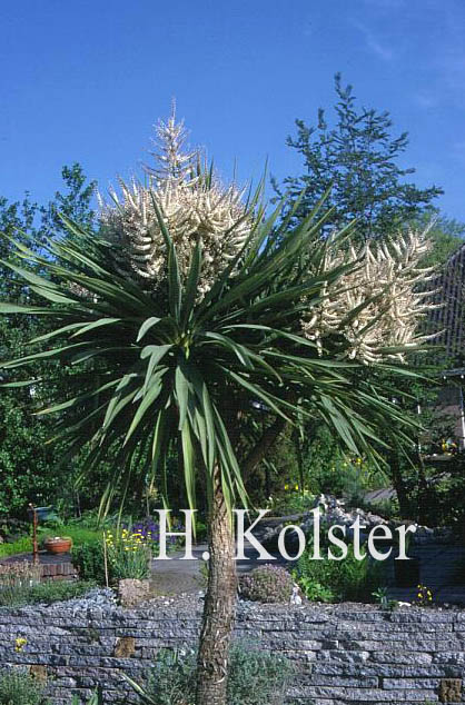 Cordyline australis