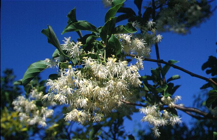 Pterostyrax corymbosa