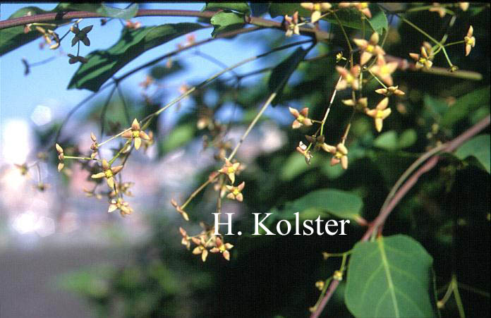 Euonymus sanguineus