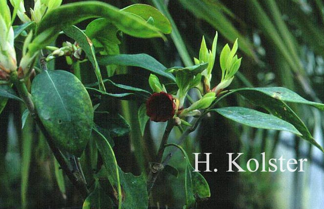 Illicium floridanum