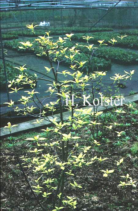 Cornus controversa 'Candlelight'