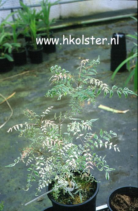 Pistacia chinensis