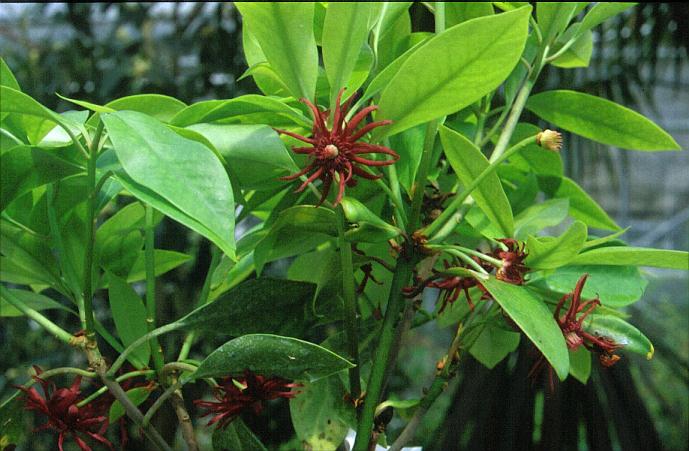 Illicium floridanum