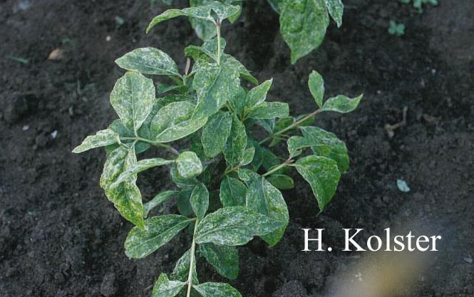 Euonymus oxyphyllus 'Angyo Elegant' (78341)