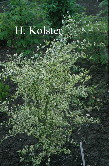 Euonymus phellomanus 'Silver Surprise'