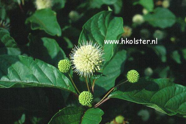 Cephalanthus occidentalis