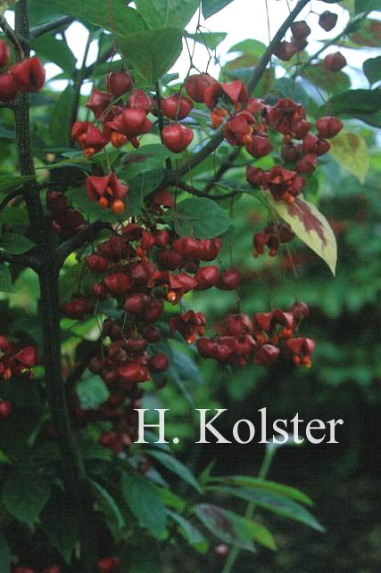 Euonymus planipes
