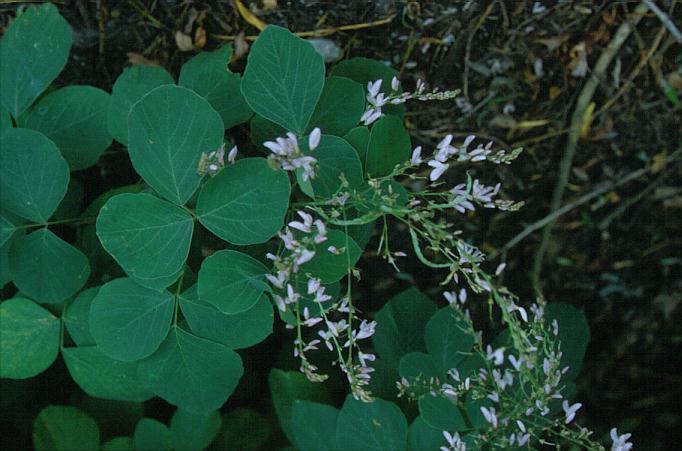 Desmodium elegans