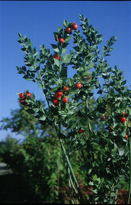 Ruscus aculeatus