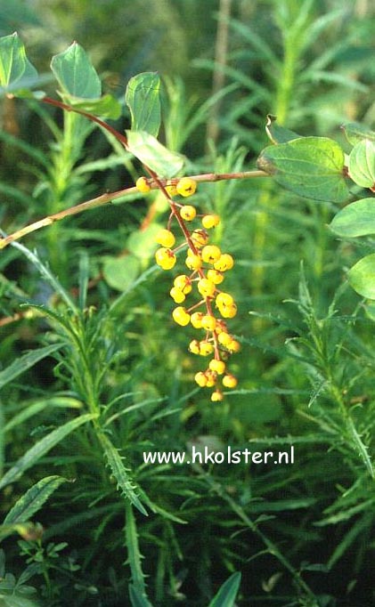 Coriaria terminalis xanthocarpa