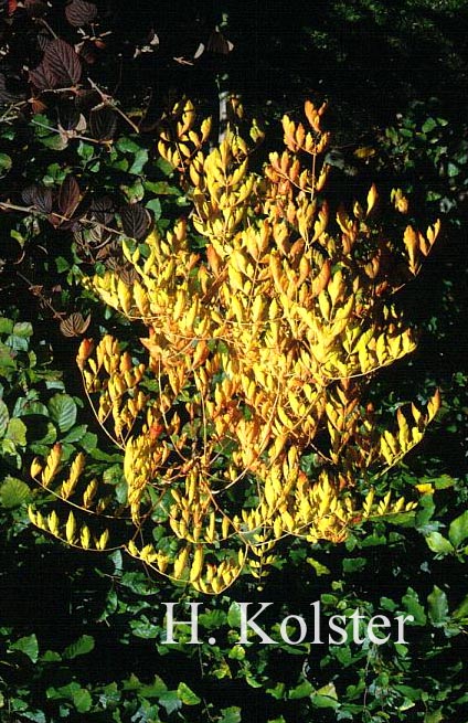 Koelreuteria paniculata 'Coral Sun'