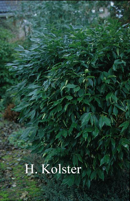 Euonymus myrianthus