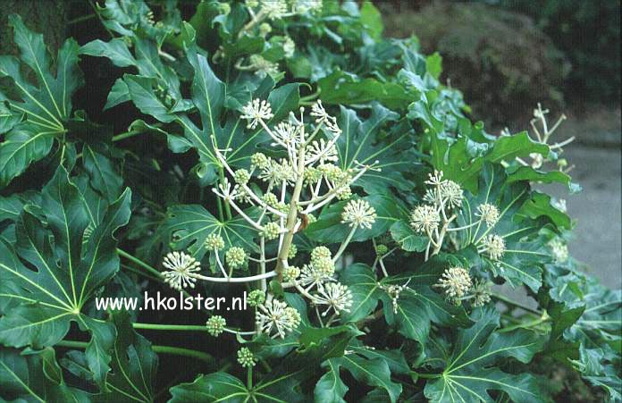 Fatsia japonica