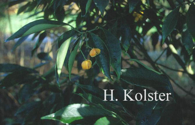 Euonymus myrianthus