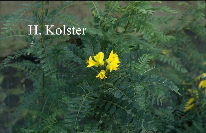 Plantentuin Esveld