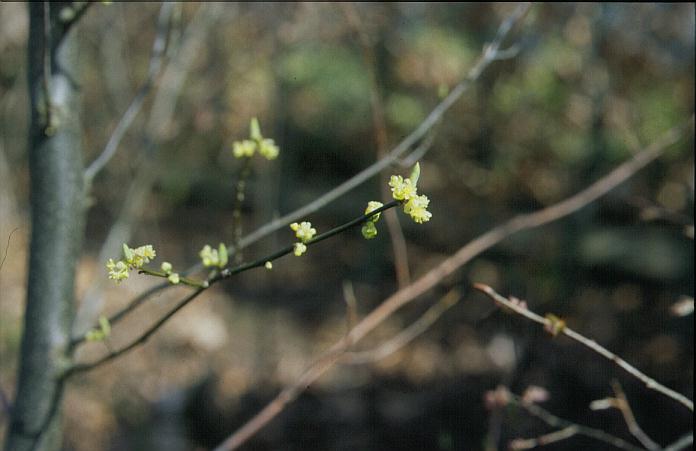 Lindera benzoin