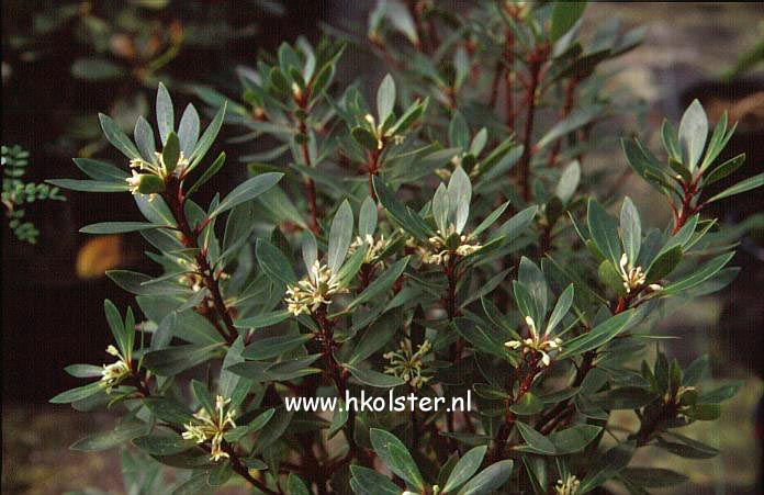 Drimys lanceolata