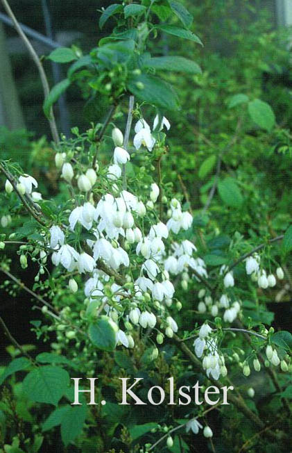 Halesia diptera magniflora